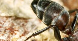 Ants