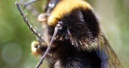 Bumble