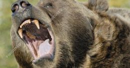 Bear Growls 1