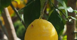 Limonbgfdf The of "Limonbgfdf" is a peculiar and enigmatic one. It seems to dance on the edge of comprehension, teasing the