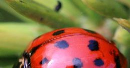 Ladybird