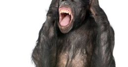 Ape screaming loudly