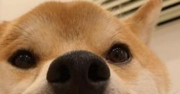 Doggo