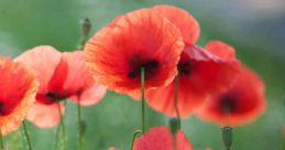 Poppy