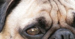 Pugs