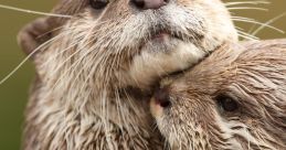 Otter