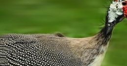 Running Bird