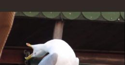 Screaming bird meme (LOUD) The first that immediately grabs your attention is the ear-piercing screech of a screaming