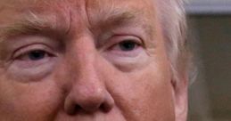 Legally Blonde, Trump Inauguration Speech