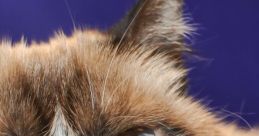 Grumpy Cat