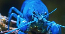 BLUE LOBSTER BASSBOOSTED