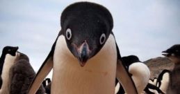 Penguin meme