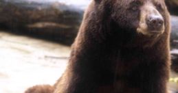 Smokey Bear