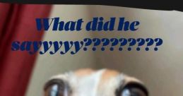 What did he sayyyyy