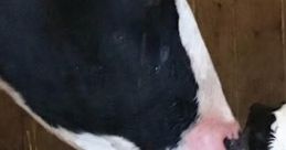 VIDCOW