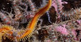 Brittlestar