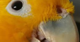 Topaz the Golden Conure