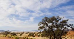 The savannah
