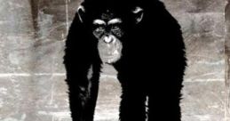 Apeswillrise Play and download apeswillrise clips. #chimpanzee #gun #monkey #ape #ak47 #rise of the planet of the apes