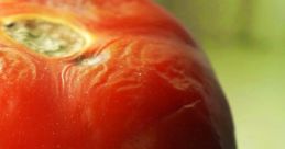 Rotten Tomatos