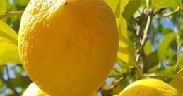 Fresh, ripe lemons hanging on a tree, showcasing vibrant yellow color and healthy foliage. Perfect for limon sever mişsn.