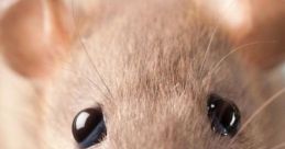 Mouseueaking