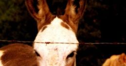 The Farm Jackass
