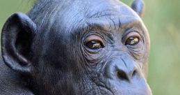 Putain de bonobo