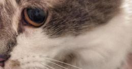 MEeeeoew