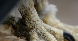 Claws