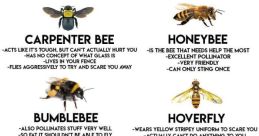 Stings..