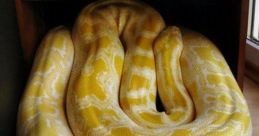Julius the python