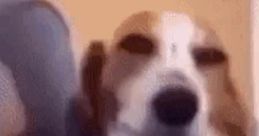 What the dog going