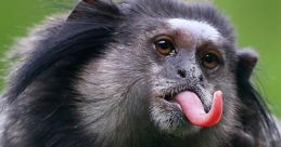 Funniest Monkeys