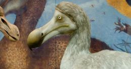 The Dodo