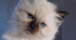 Birman muy fuerte