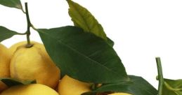 LEMONS! The of a lemon being sliced open is a sharp, crisp "LEMONS!" that resonates through the air. The is distinct and