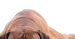 Bored Dog
