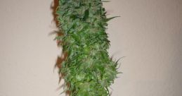 FUMAR SATIVA BRIMSTONE