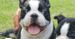Brownstone Boston Terriers