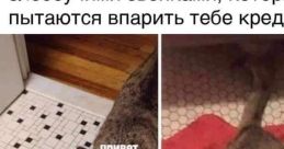 Кот алло