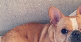 Chloe The Mini Frenchie