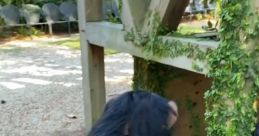 Oh no ape tiktok