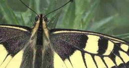 Butterfly Spanish