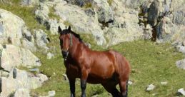 Caballo montaña