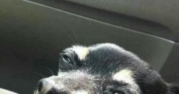 ► CLR - Cachorro, safado