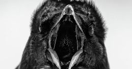 Raven call