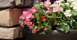 Planters