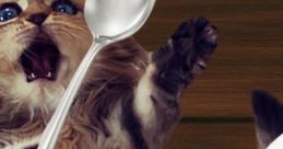 SoupCat