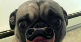 Screaming lol funny